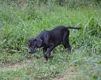 Vader, a male Catahoula Leopard Dog for sale in Livingston, TN – 6 of 10