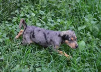 Blueberry, a female Catahoula Leopard Dog for sale in Livingston, TN – 7 of 8