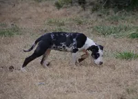 Marcy, a female Catahoula Leopard Dog for sale in Livingston, TN – Photo 6 of 7