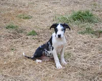 Marcy, a female Catahoula Leopard Dog for sale in Livingston, TN – Photo 5 of 7