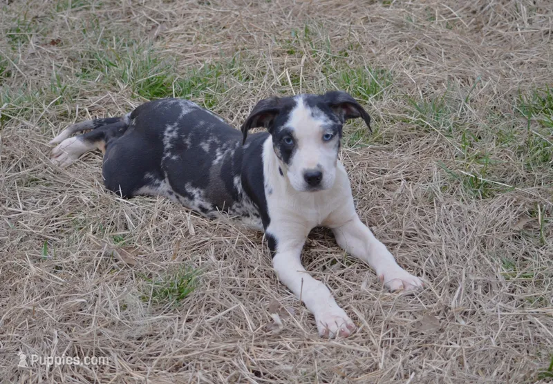 Marcy – Catahoula Leopard Dog puppy for sale in Livingston, TN