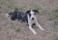 Marcy, a female Catahoula Leopard Dog for sale in Livingston, TN – Photo 1 of 7