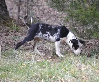 Marcy, a female Catahoula Leopard Dog for sale in Livingston, TN – Photo 4 of 7