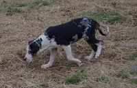 Marcy, a female Catahoula Leopard Dog for sale in Livingston, TN – Photo 3 of 7