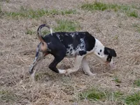 Marcy, a female Catahoula Leopard Dog for sale in Livingston, TN – Photo 2 of 7