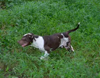 Jolt, a male Catahoula Leopard Dog for sale in Livingston, TN – 7 of 9