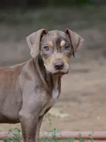 Boss Man, a male Catahoula Leopard Dog for sale in Livingston, TN – 5 of 8