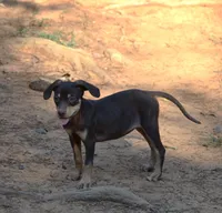 Flossy, a male Catahoula Leopard Dog for sale in Livingston, TN – 3 of 7