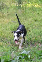 Beth, a female Catahoula Leopard Dog for sale in Livingston, TN – 7 of 7