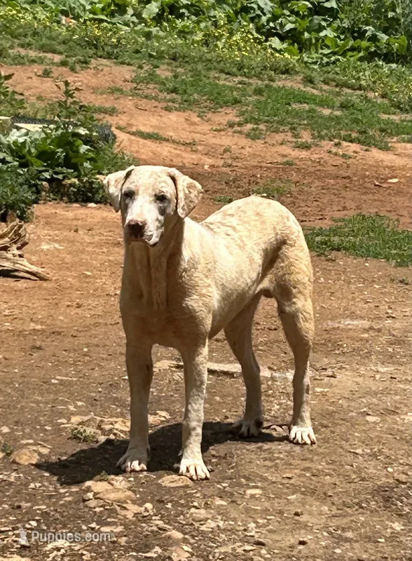 Jagger – Catahoula Leopard Dog puppy for sale in Livingston, TN