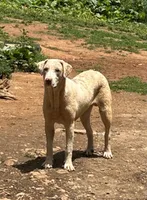 Jagger, a male Catahoula Leopard Dog for sale in Livingston, TN – 1 of 10