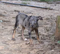 Cobalt, a male Catahoula Leopard Dog for sale in Livingston, TN – 8 of 10