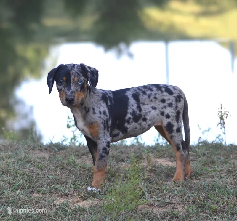 Eclipse – Catahoula Leopard Dog puppy for sale in Livingston, TN