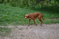 Dixie, a female Catahoula Leopard Dog for sale in Livingston, TN – 2 of 9