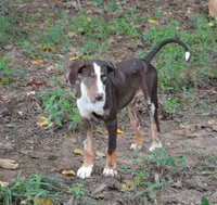 Crash, a male Catahoula Leopard Dog for sale in Livingston, TN – 2 of 10