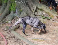 Cobalt, a male Catahoula Leopard Dog for sale in Livingston, TN – 6 of 10