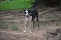 Beth, a female Catahoula Leopard Dog for sale in Livingston, TN – 6 of 10