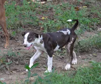 Shockwave, a male Catahoula Leopard Dog for sale in Livingston, TN – 2 of 7