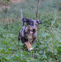 Eclipse, a female Catahoula Leopard Dog for sale in Livingston, TN – 9 of 9