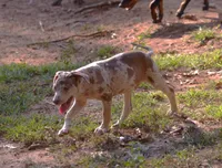 Bruiser, a male Catahoula Leopard Dog for sale in Livingston, TN – 2 of 9