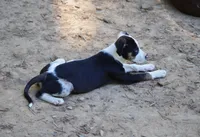Cruella, a female Catahoula Leopard Dog for sale in Livingston, TN – 8 of 8