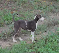 Shockwave, a male Catahoula Leopard Dog for sale in Livingston, TN – 7 of 7