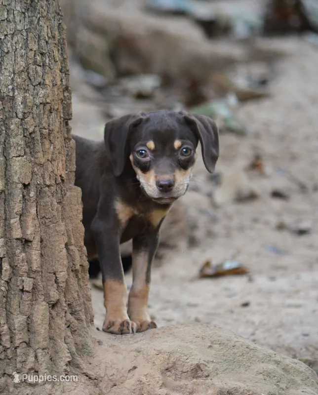Flossy – Catahoula Leopard Dog puppy for sale in Livingston, TN