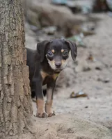 Flossy, a male Catahoula Leopard Dog for sale in Livingston, TN – 1 of 7