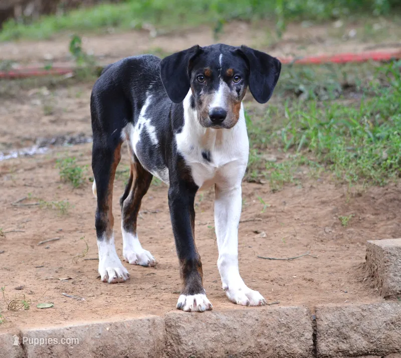 Impact – Catahoula Leopard Dog puppy for sale in Livingston, TN
