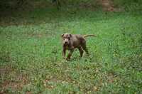 Boss Man, a male Catahoula Leopard Dog for sale in Livingston, TN – 2 of 7