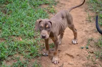 Boss Man, a male Catahoula Leopard Dog for sale in Livingston, TN – 7 of 7