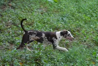 Storm, a female Catahoula Leopard Dog for sale in Livingston, TN – 5 of 10