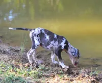 ChaCha, a female Catahoula Leopard Dog for sale in Livingston, TN – 6 of 6