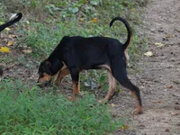 Thud, a male Catahoula Leopard Dog for sale in Livingston, TN – 3 of 8