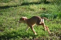 Perdiia, a female Catahoula Leopard Dog for sale in Livingston, TN – 7 of 8