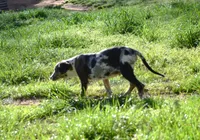 Waylen, a male Catahoula Leopard Dog for sale in Livingston, TN – Photo 6 of 7
