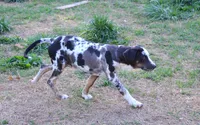 Waylen, a male Catahoula Leopard Dog for sale in Livingston, TN – Photo 5 of 7