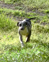 Waylen, a male Catahoula Leopard Dog for sale in Livingston, TN – Photo 3 of 7