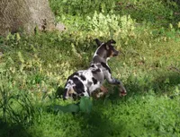 Waylen, a male Catahoula Leopard Dog for sale in Livingston, TN – Photo 7 of 7