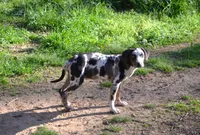 Waylen, a male Catahoula Leopard Dog for sale in Livingston, TN – Photo 4 of 7
