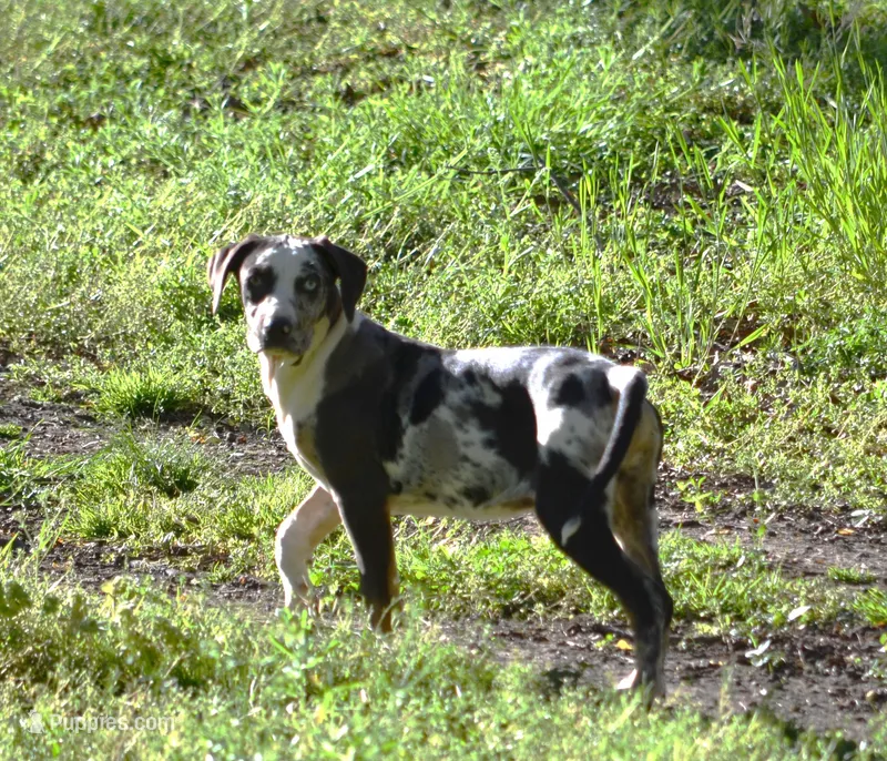 Waylen – Catahoula Leopard Dog puppy for sale in Livingston, TN