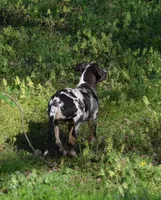 Waylen, a male Catahoula Leopard Dog for sale in Livingston, TN – Photo 2 of 7