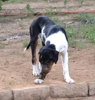 Impact, a male Catahoula Leopard Dog for sale in Livingston, TN – 5 of 7