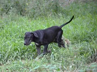 Vader, a male Catahoula Leopard Dog for sale in Livingston, TN – 3 of 10
