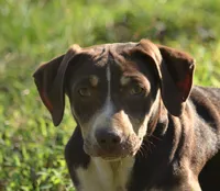 Carmella, a female Catahoula Leopard Dog for sale in Livingston, TN – Photo 3 of 5