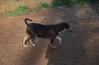 Carmella, a female Catahoula Leopard Dog for sale in Livingston, TN – Photo 2 of 5