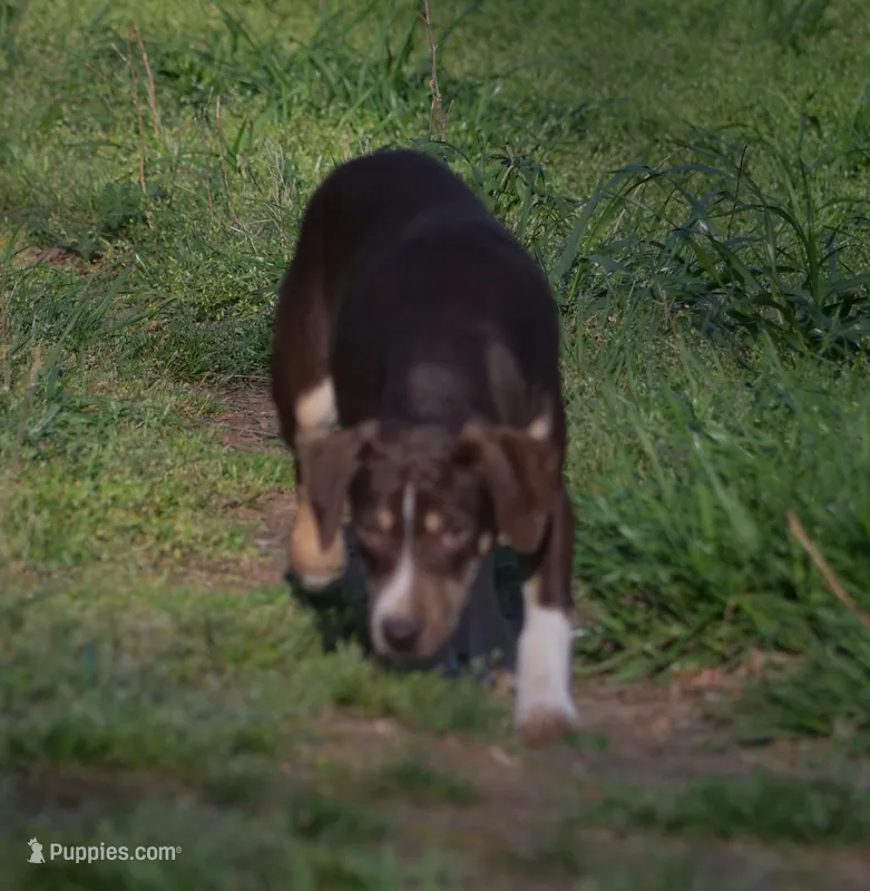 Carmella – Catahoula Leopard Dog puppy for sale in Livingston, TN