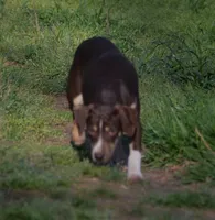 Carmella, a female Catahoula Leopard Dog for sale in Livingston, TN – Photo 1 of 5