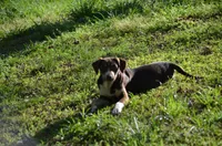 Carmella, a female Catahoula Leopard Dog for sale in Livingston, TN – Photo 5 of 5