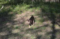 Carmella, a female Catahoula Leopard Dog for sale in Livingston, TN – Photo 4 of 5